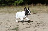 BOULEDOGUE FRANCAIS 181